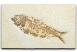 Bargain, Fossil Fish (Knightia) - Wyoming #346019-1